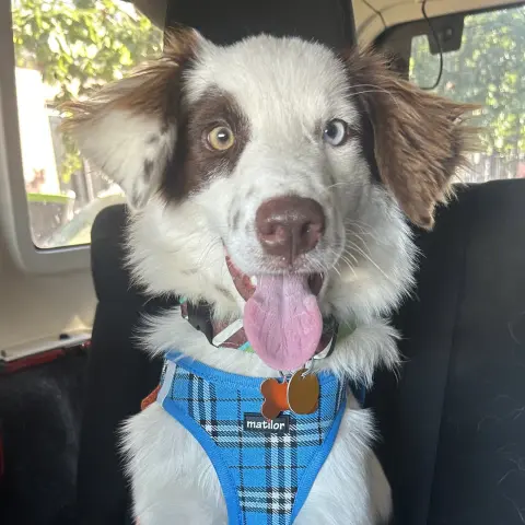 Ollie