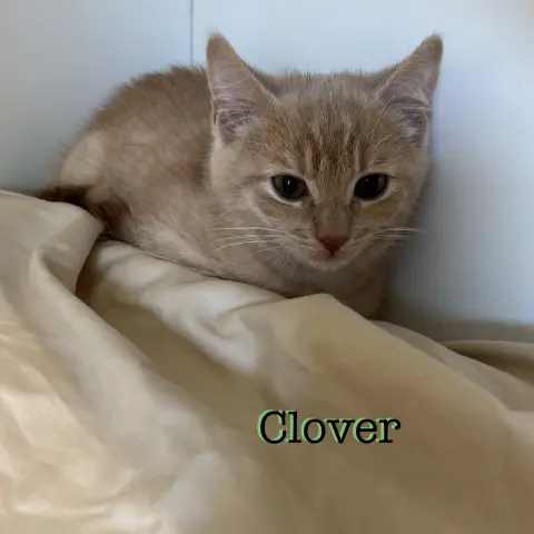 Clover