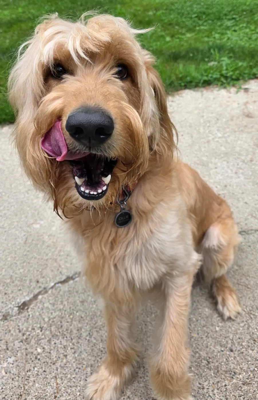 Ollie - Photo 1
