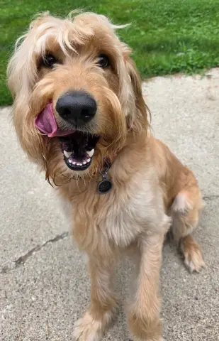 Ollie