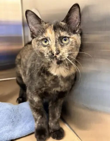 Nova
