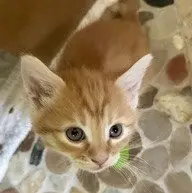 Chonk