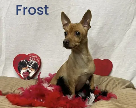 Frost