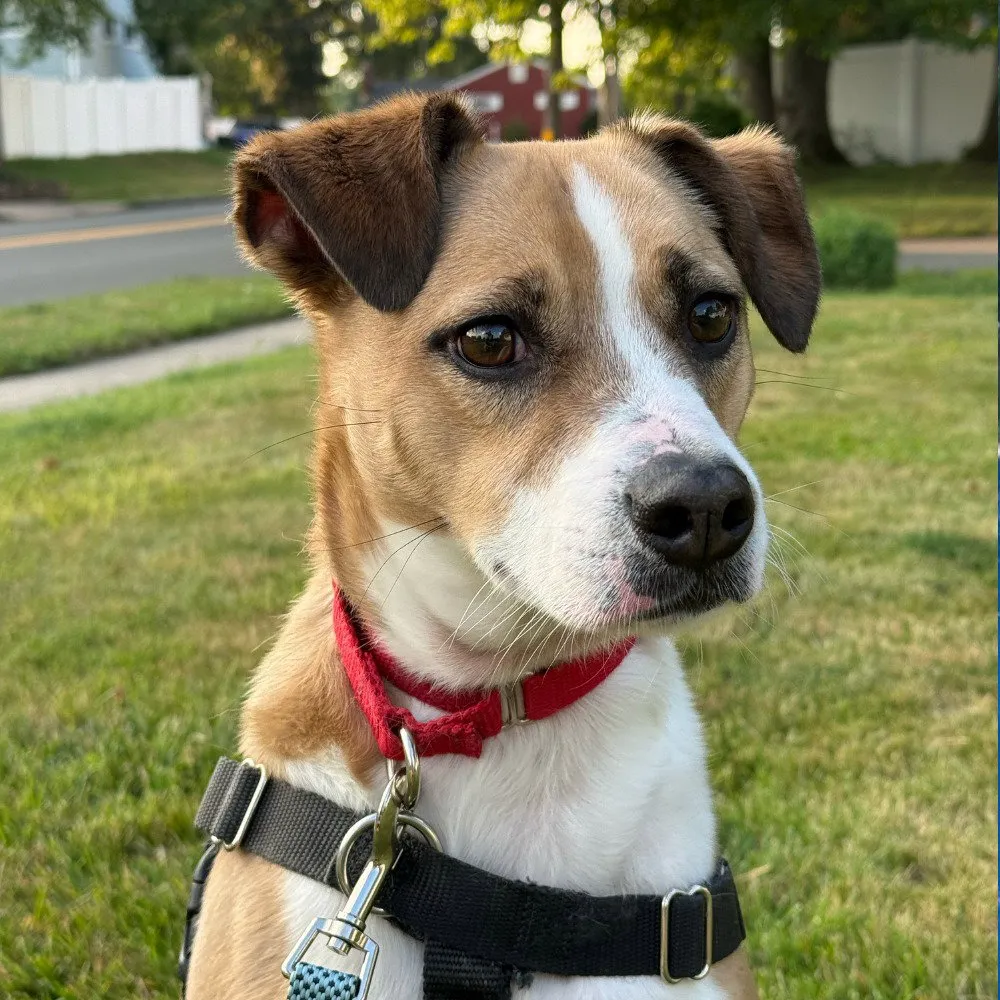 Stewie - Photo 1