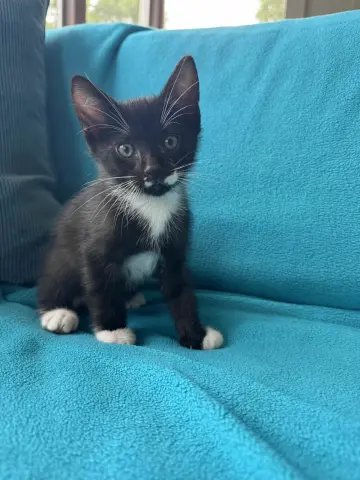 Bobby