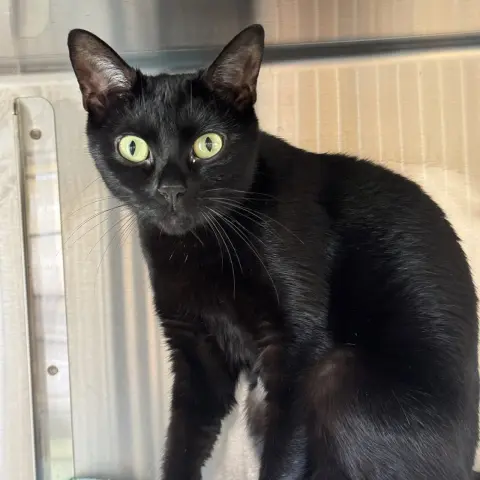 Akira