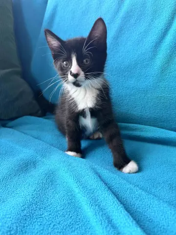 Sammie