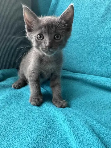 Chicken Nugget