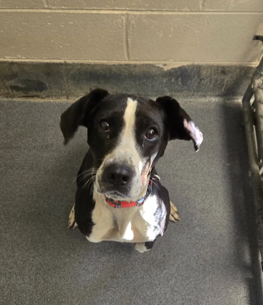 Dottie - Photo 1
