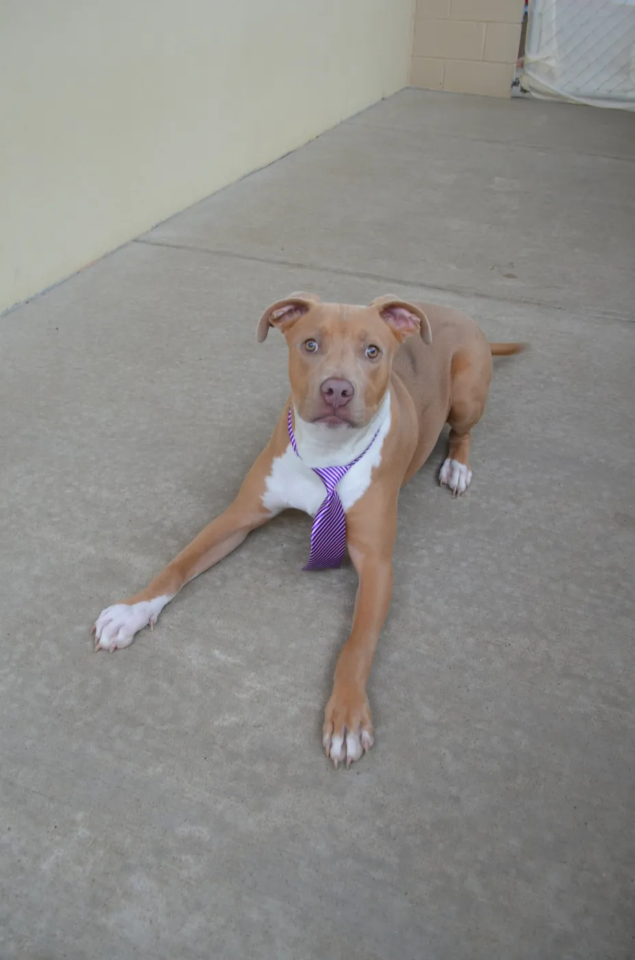 Huxley - Photo 1