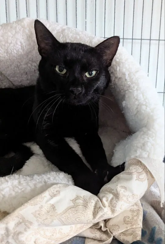 Berlioz - Photo 1