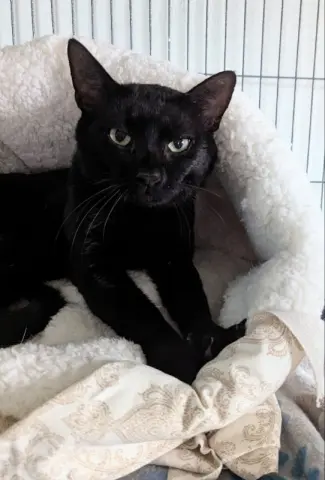Berlioz