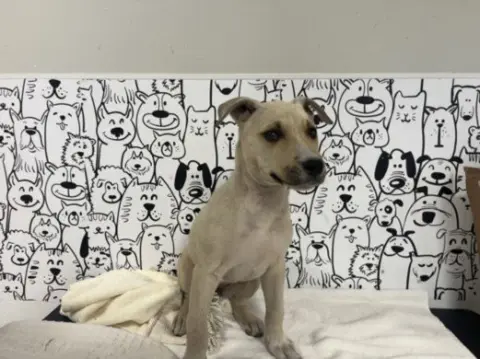 Noodle