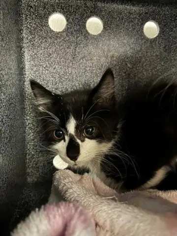 Oreo