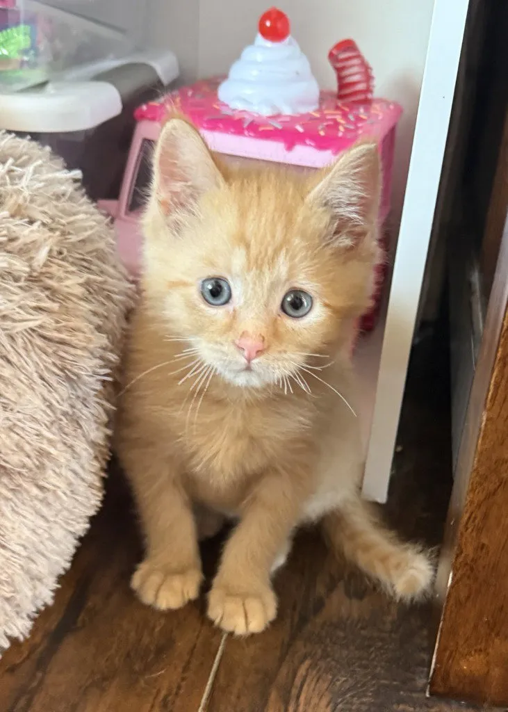 Cheeto - Photo 1