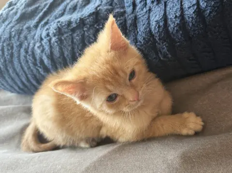 Dorito