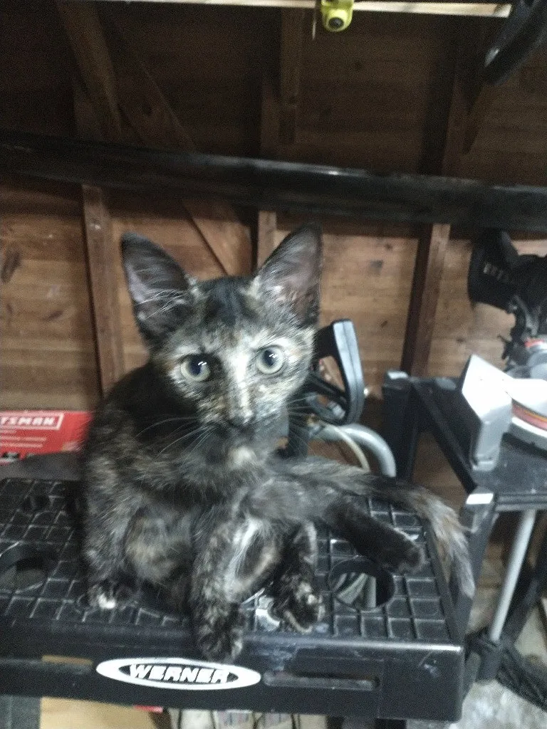Little Rosie - Photo 1