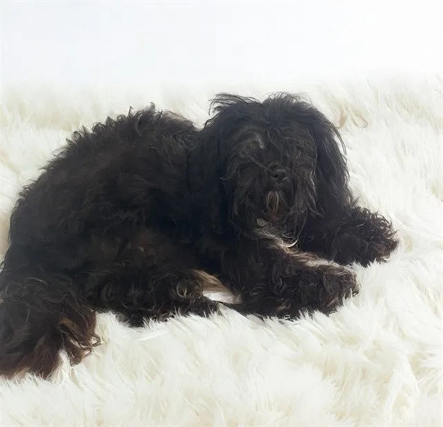 Sweetie - Photo 1