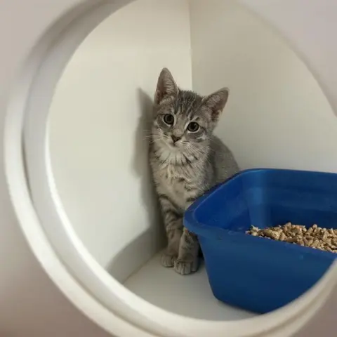 Emmi