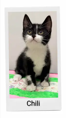 Chili