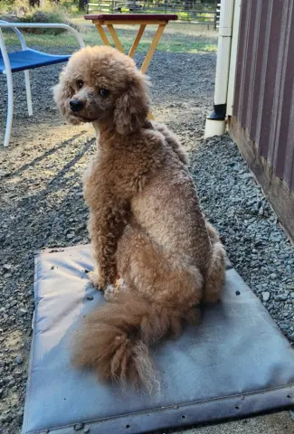 Cooper
