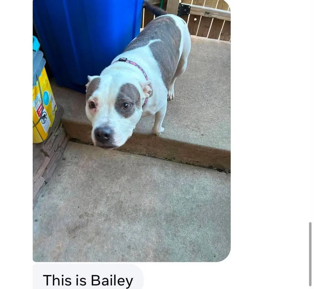 Bailey - Photo 1