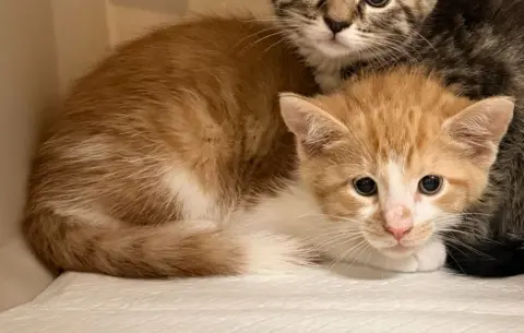 Tater