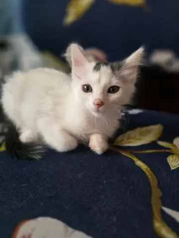 Bean
