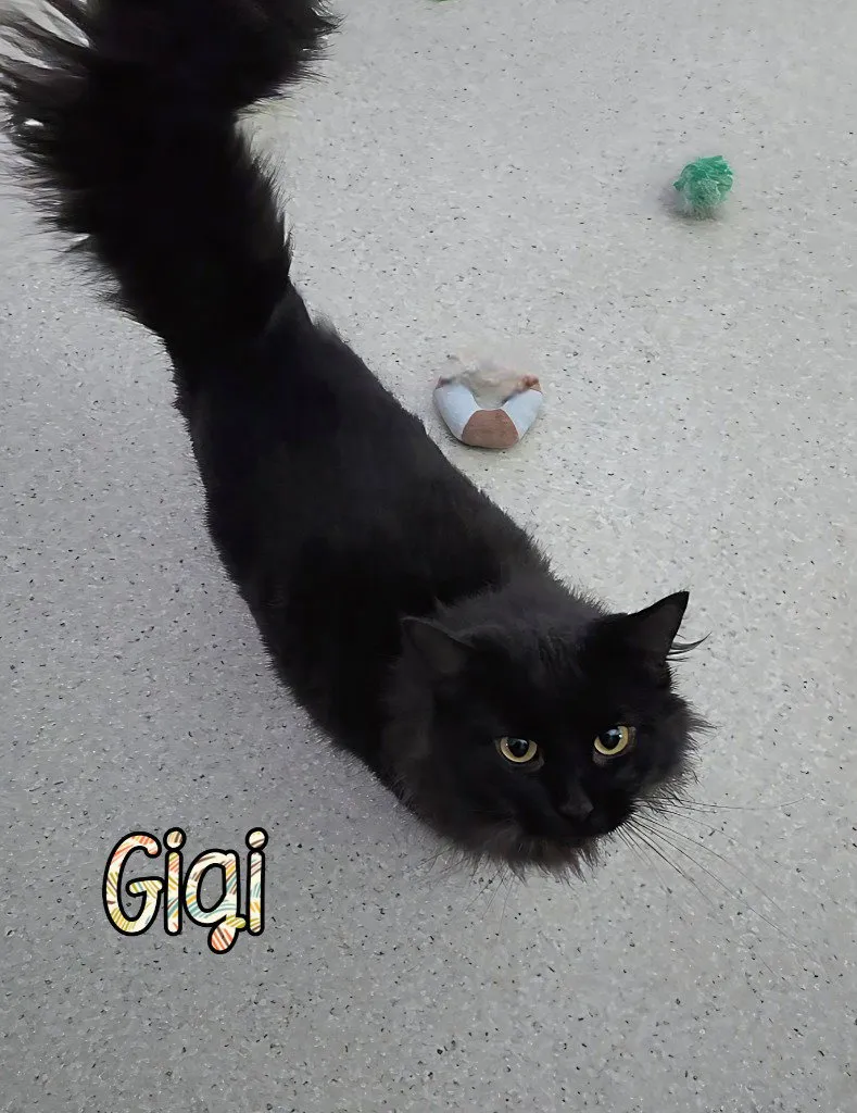 Gigi - Photo 1