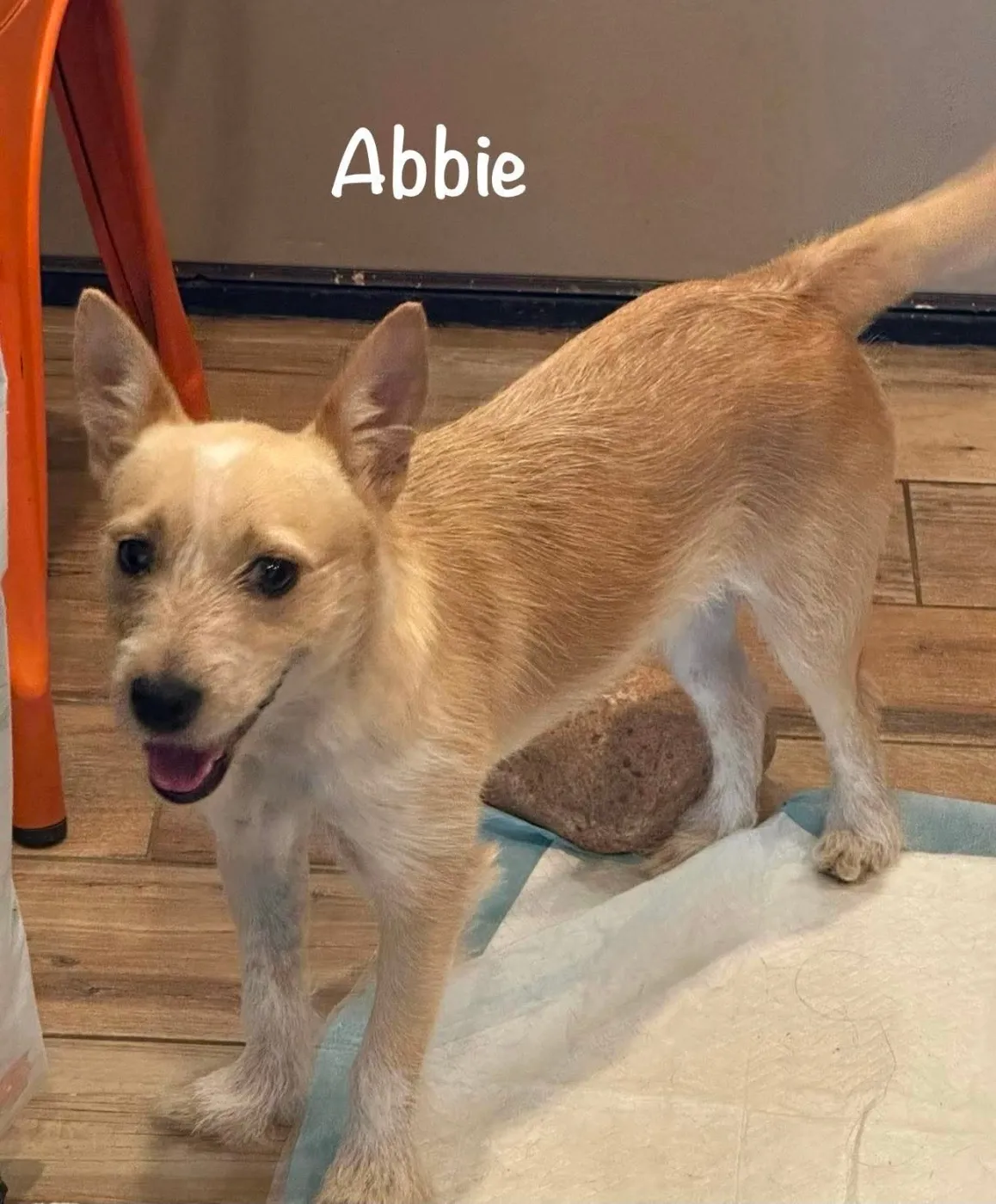 Abbie - Photo 1