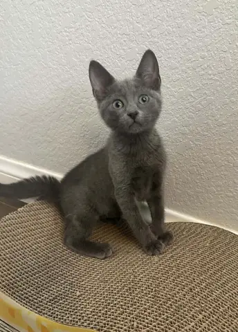 Gemma