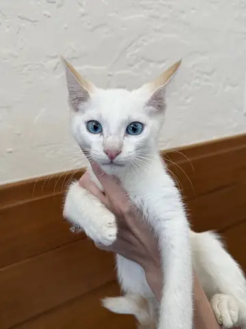 Walter