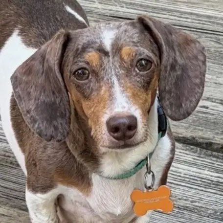Frankie