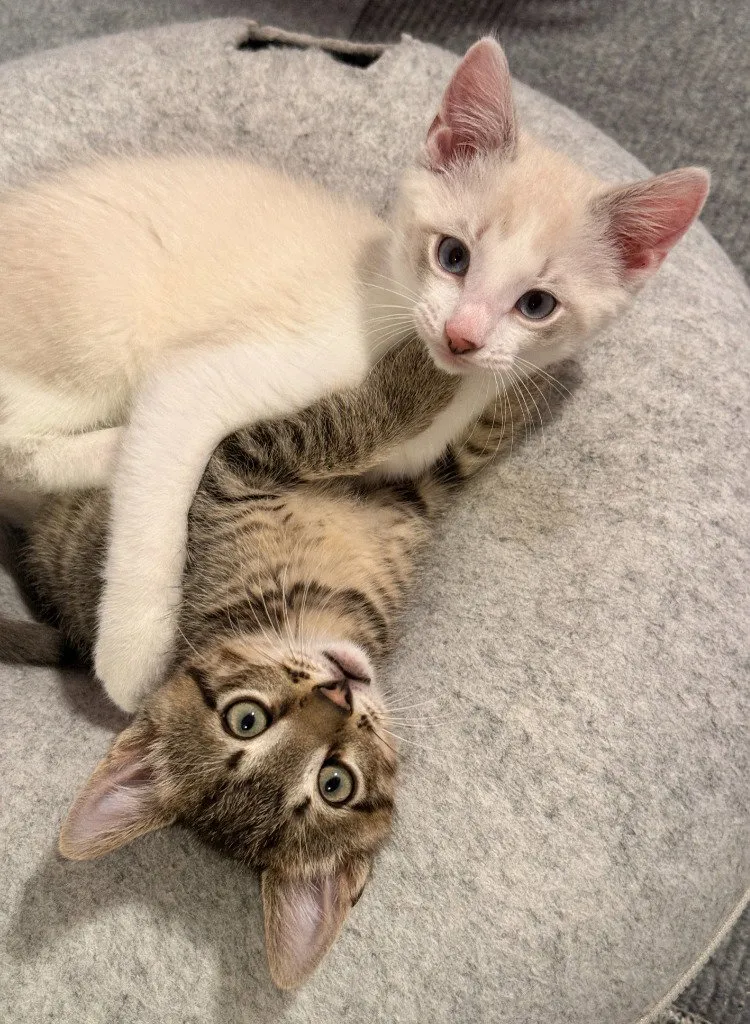 Oliver and Clark - Photo 1