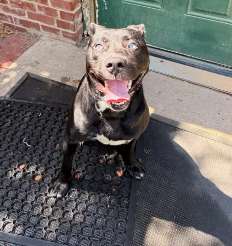 Rex