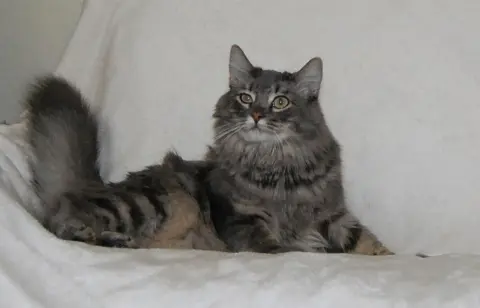 Maude