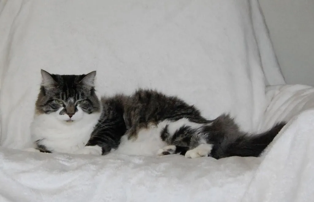 Niblet - Photo 1