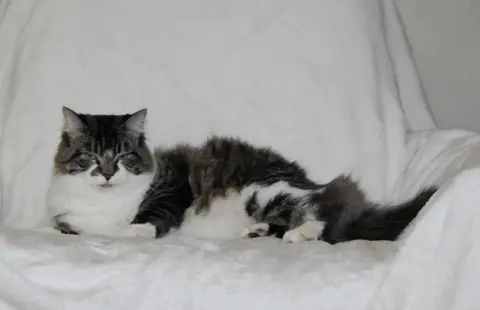 Niblet