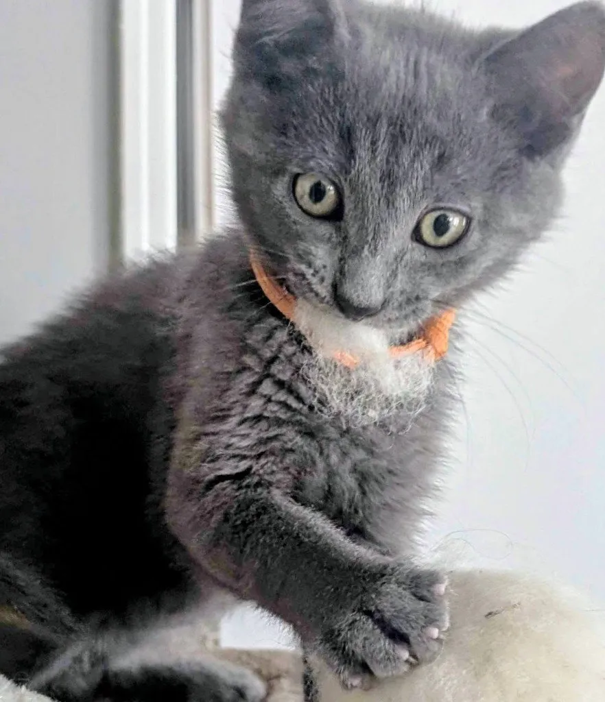 Odin - Photo 1