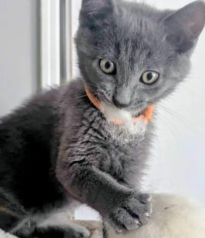 Odin