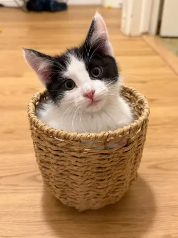 Oreo