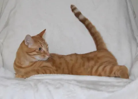 Tangelo
