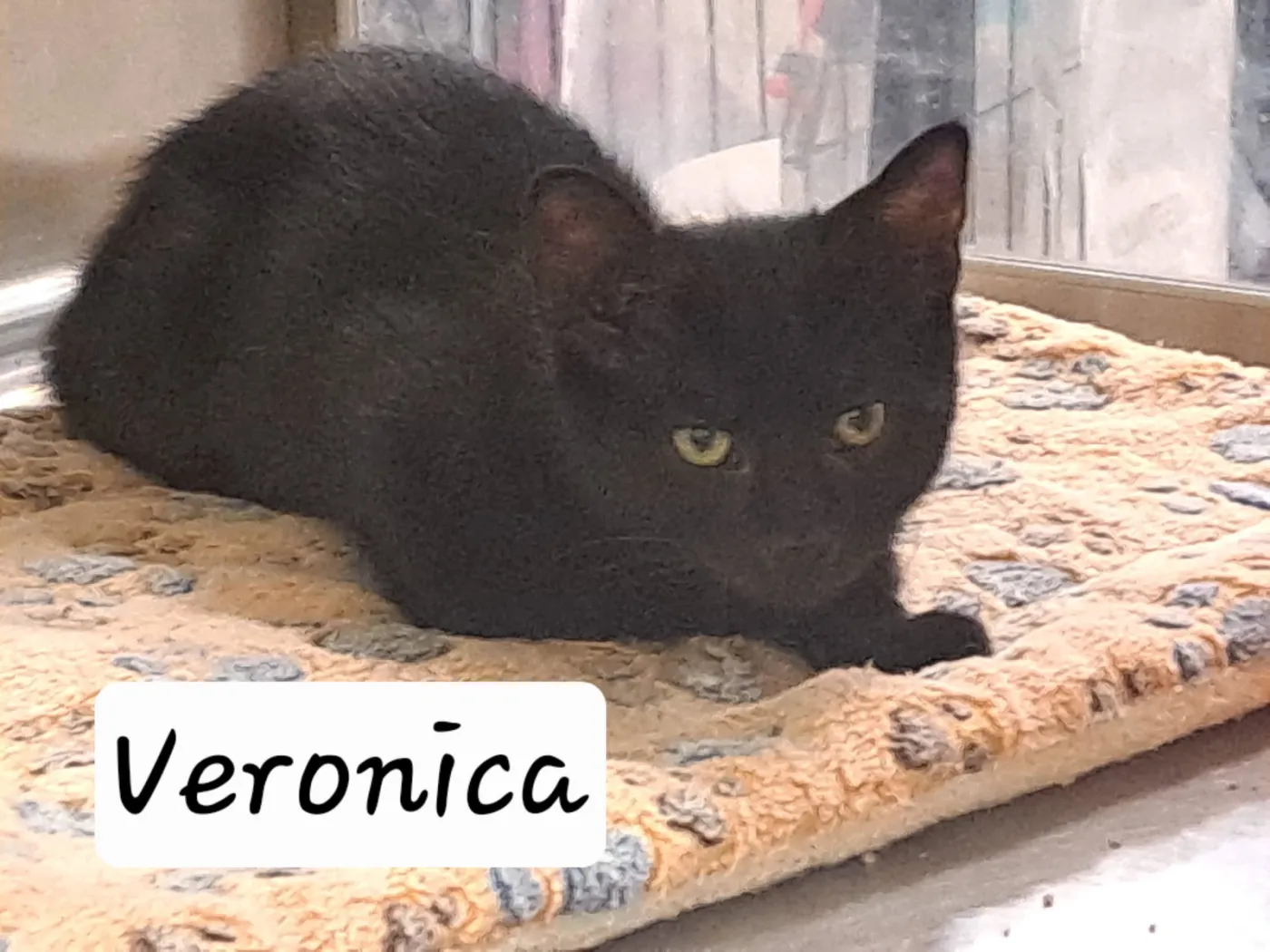 Veronica - Photo 1