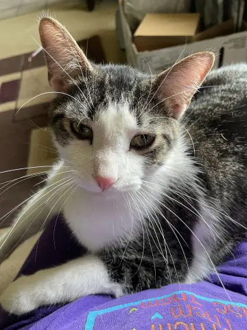 Buddy