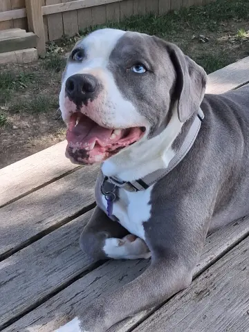 Nova