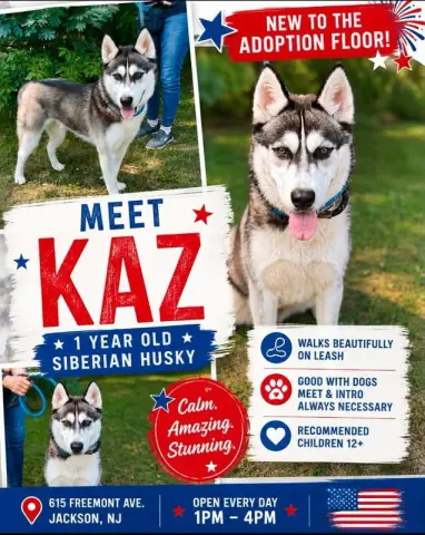 Kaz