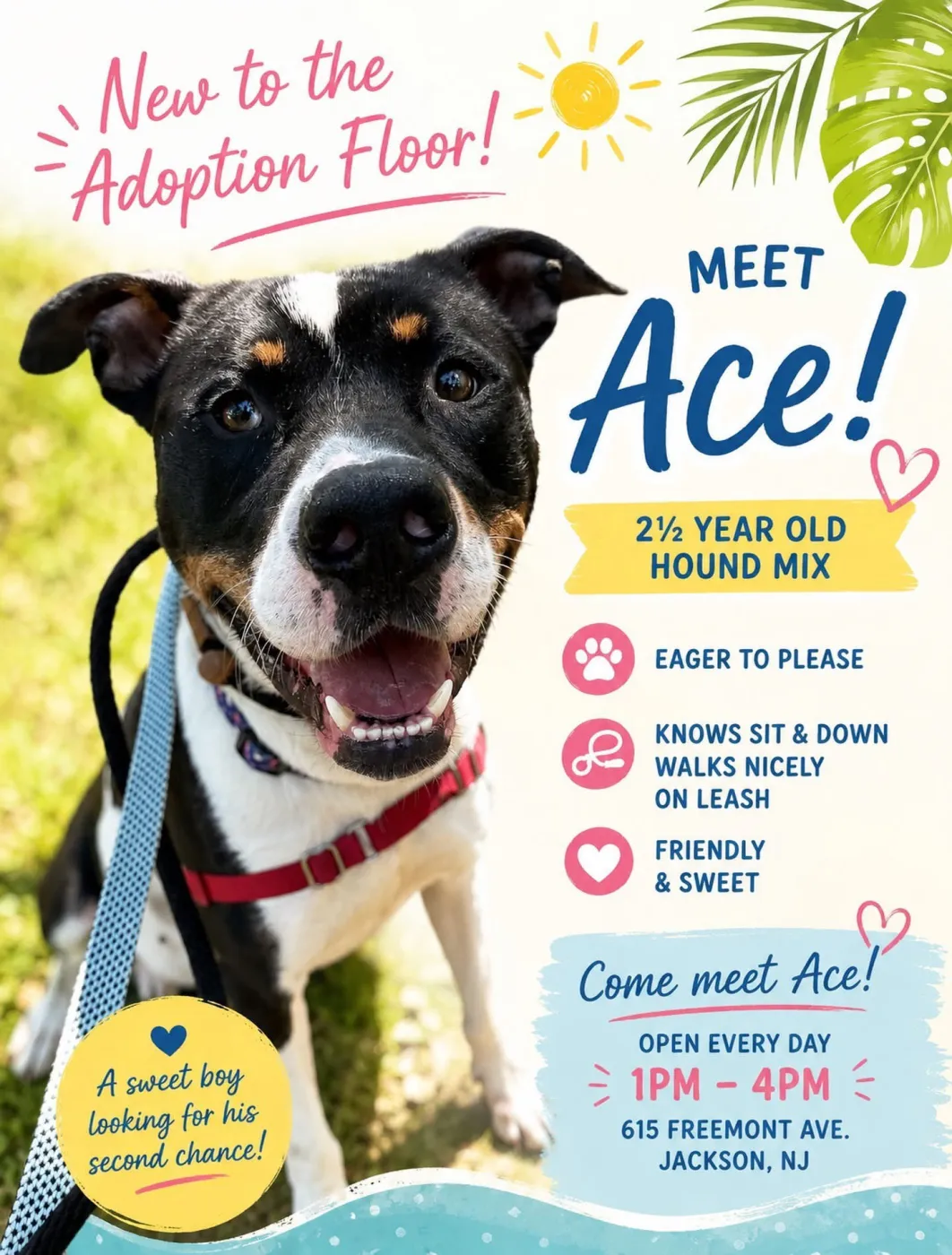 Ace - Photo 1