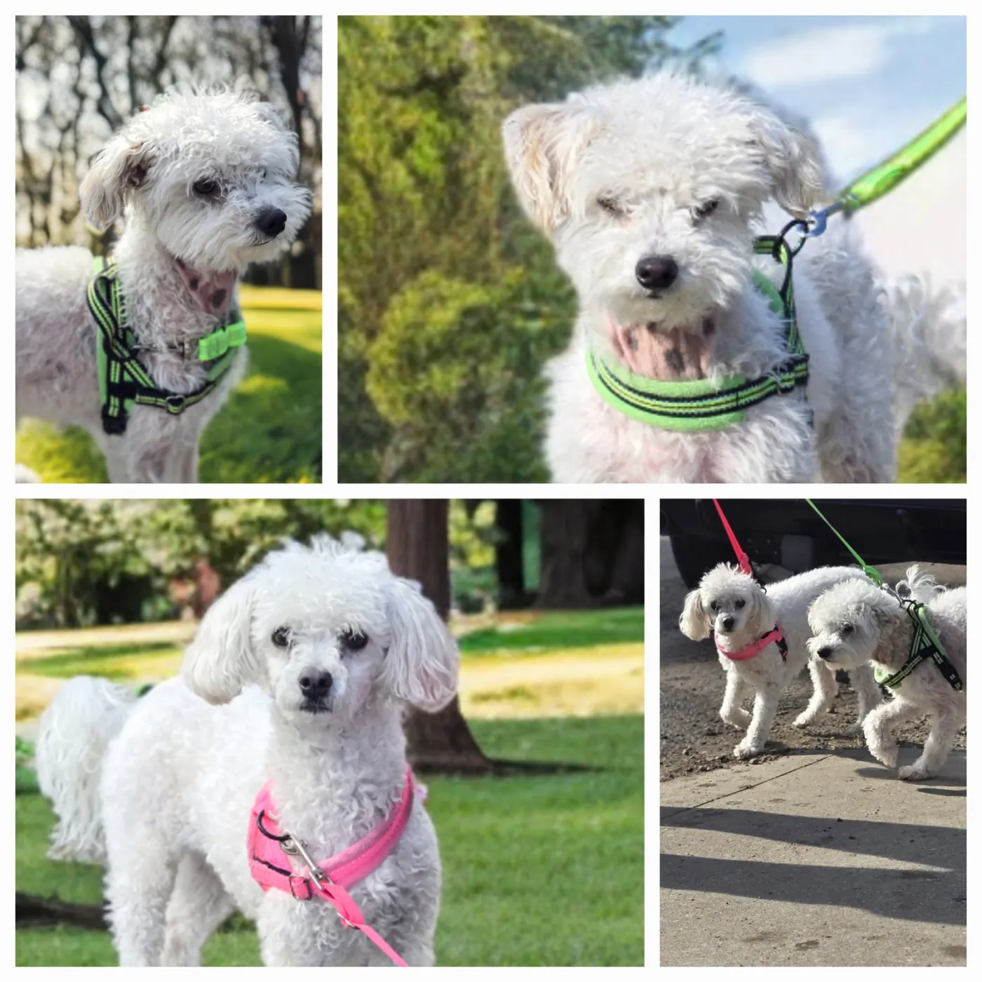 Buddy - Photo 1