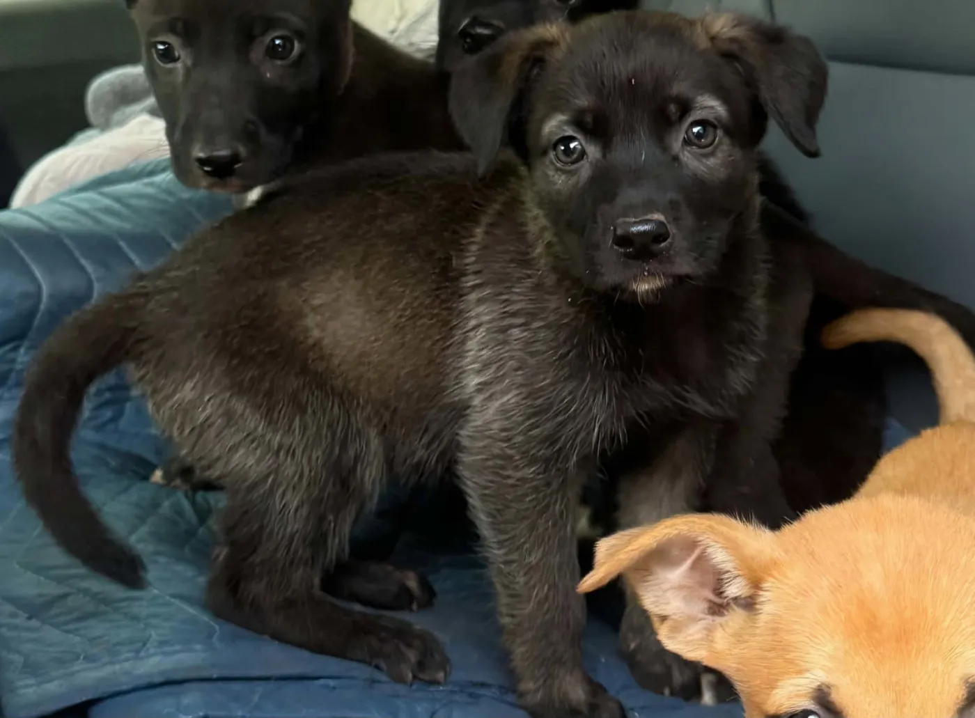 Moxie - Photo 1