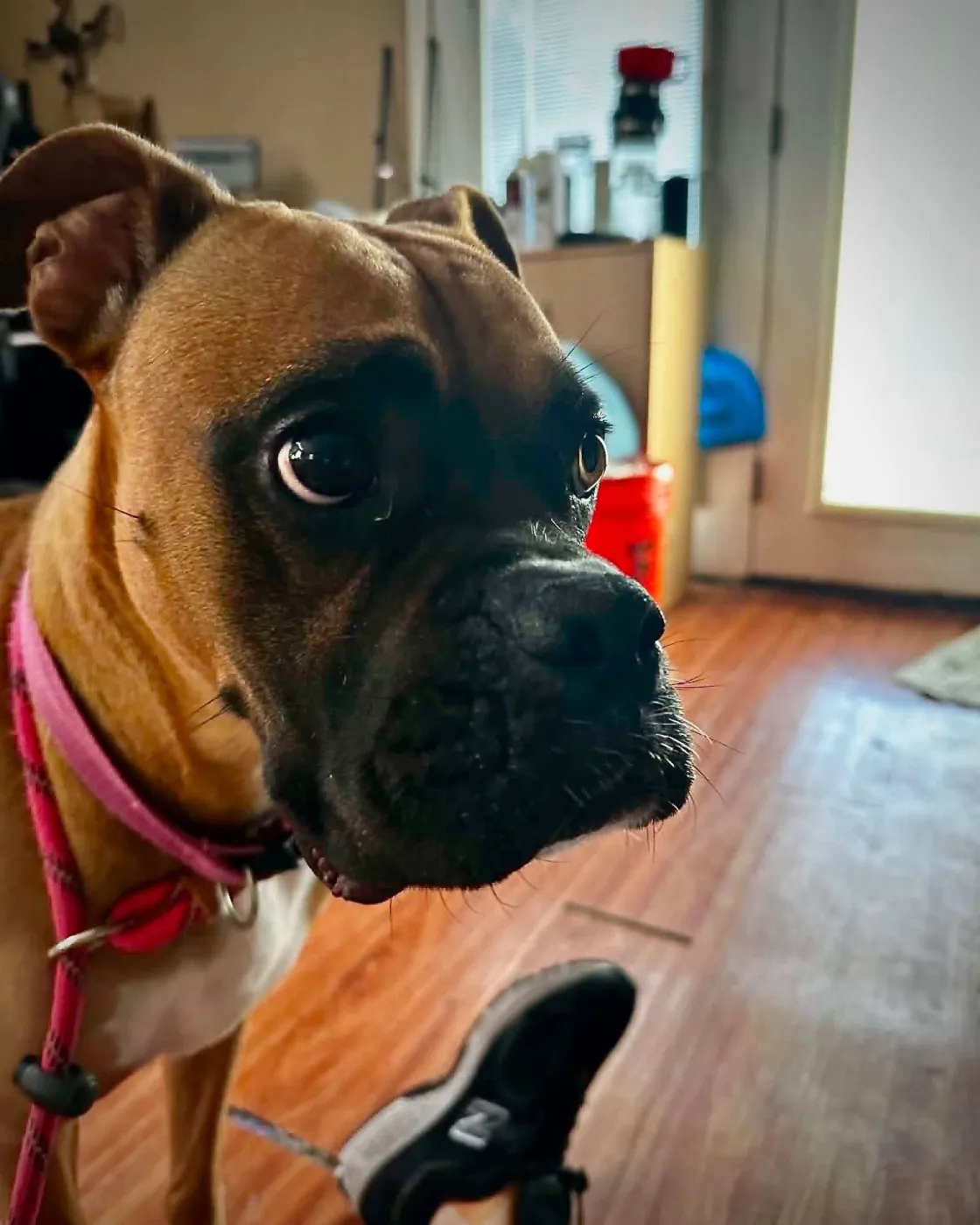 Roxie - Photo 1